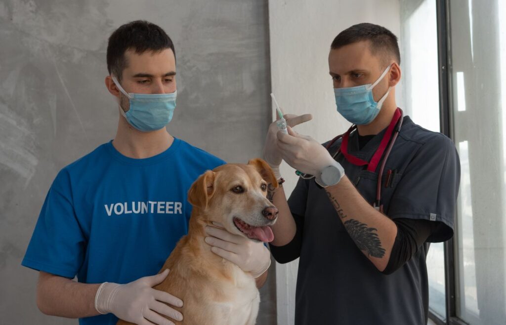 Veteriner hekim köpeğe aşı uyguluyor