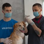 Veteriner hekim köpeğe aşı uyguluyor