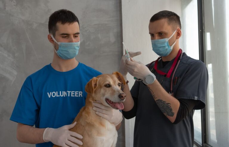 Veteriner hekim köpeğe aşı uyguluyor