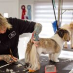 Profesyonel kuaför köpeğin tüylerini kesiyor