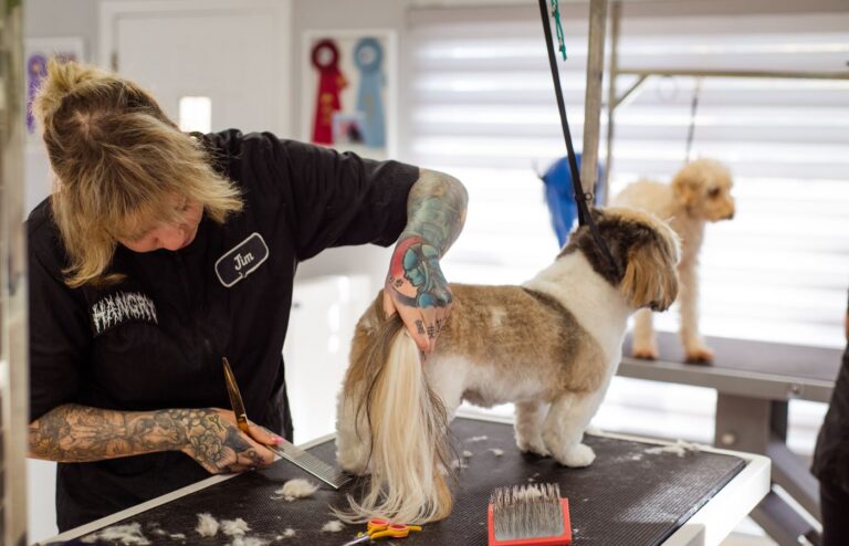 Profesyonel kuaför köpeğin tüylerini kesiyor