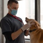 Veteriner hekim köpeği klinikte muayene ediyor