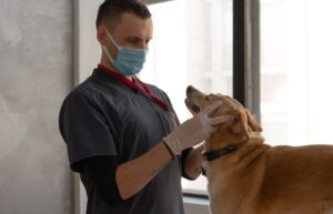 Veteriner hekim köpeği klinikte muayene ediyor