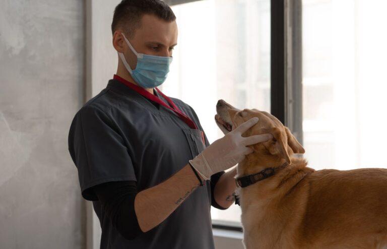 Veteriner hekim köpeği klinikte muayene ediyor