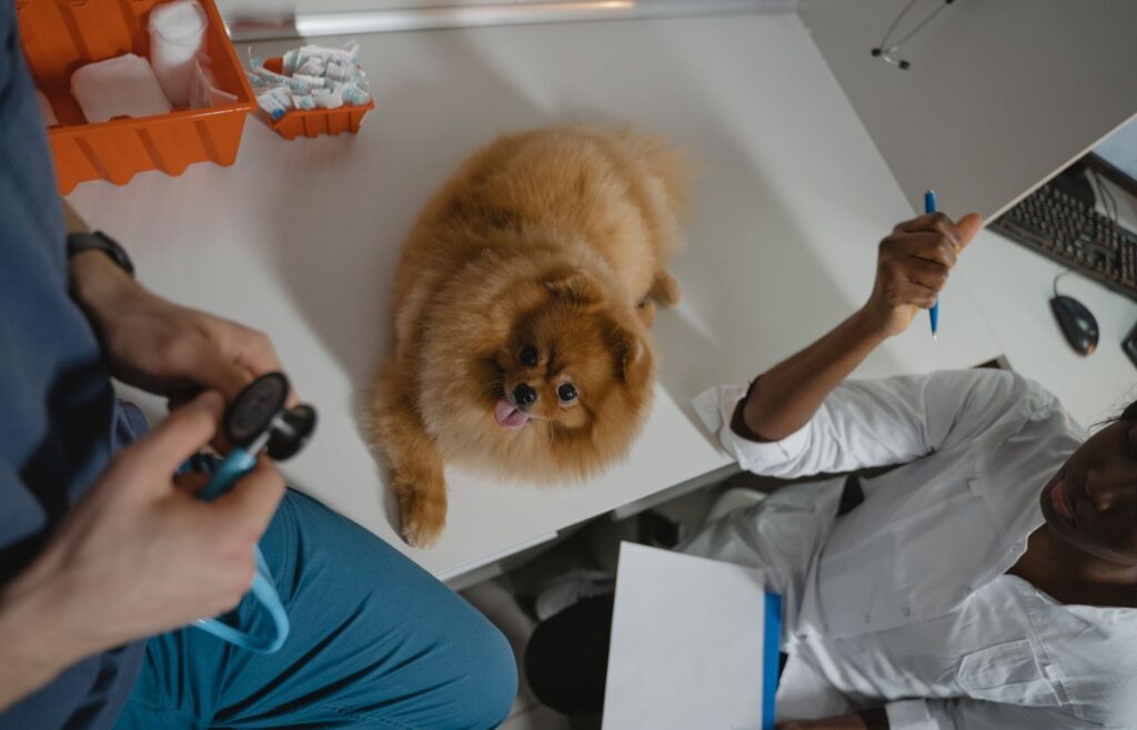 Klinikte köpeğin sağlık kontrolü yapılıyor