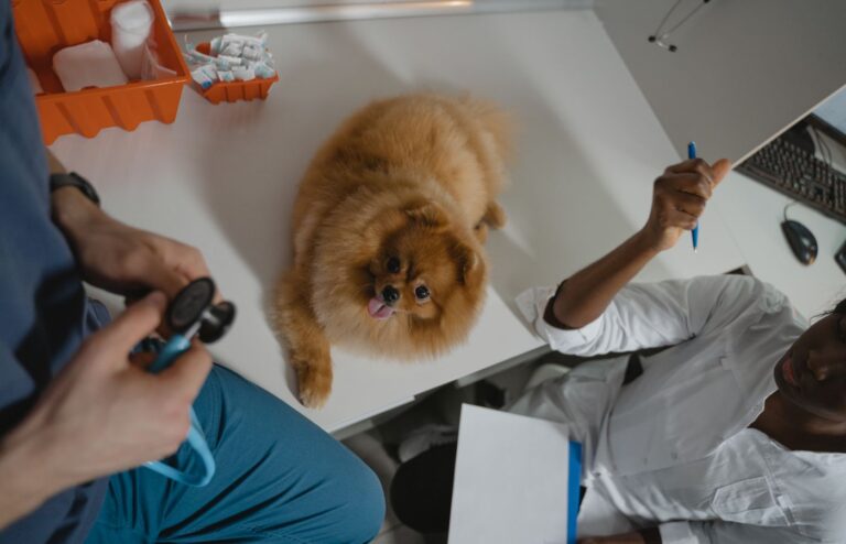 Klinikte köpeğin sağlık kontrolü yapılıyor