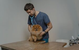 Veteriner hekim steteskopla köpeği muayene ediyor