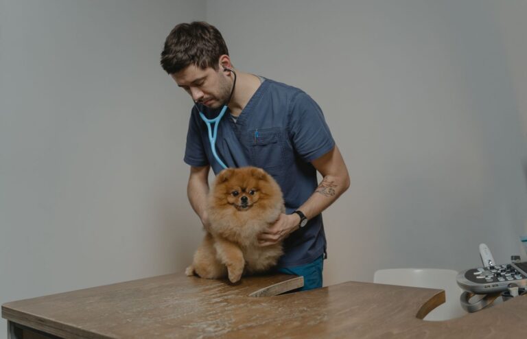Veteriner hekim steteskopla köpeği muayene ediyor