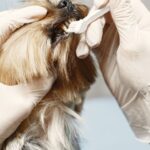 Veteriner hekim köpeğin diş temizliğini yapıyor