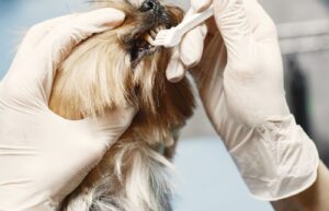 Veteriner hekim köpeğin diş temizliğini yapıyor