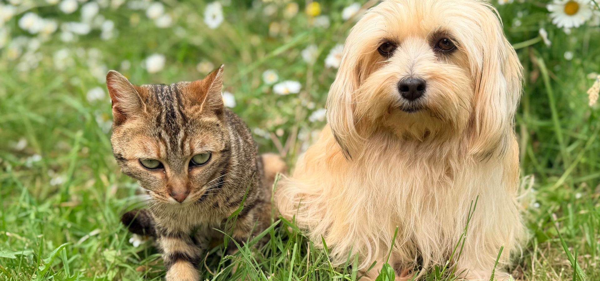 Birlikte uzanan kedi ve köpek