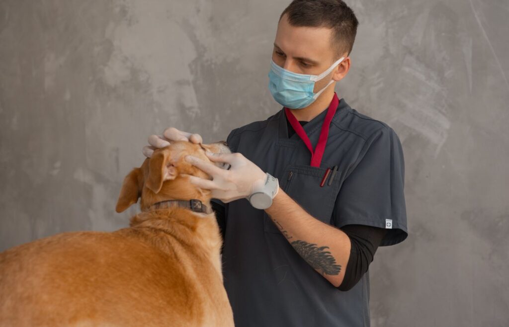 Veteriner hekim köpeği muayene ediyor