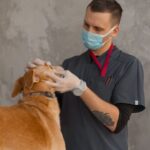 Veteriner hekim köpeği muayene ediyor