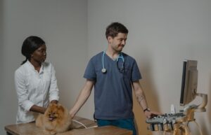 Veteriner hekim köpeğe ultrason uyguluyor