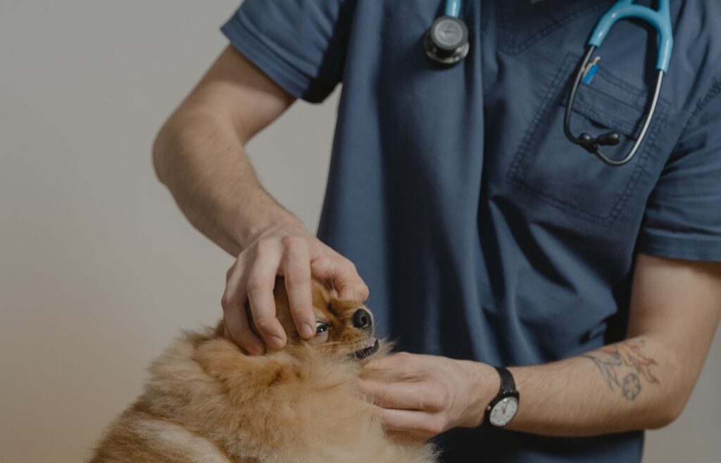 Veteriner hekim klinikte köpeğin genel kontrolünü yapıyor