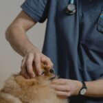 Veteriner hekim klinikte köpeğin genel kontrolünü yapıyor