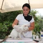 Veteriner hekim yerinde kedi muayenesi yapıyor