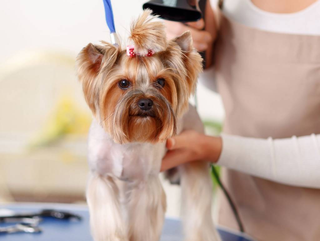 Erdil Vet Pet Fotoğrafları